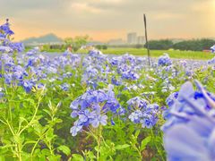 -光明小镇欢乐田园