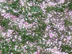-花溪公园
