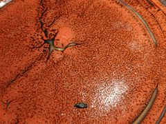 -咕嘟草帽鱼·牛奶一样的鲜鱼汤(包河万达广场创始店)