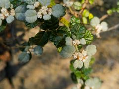 -墨尔本皇家植物园