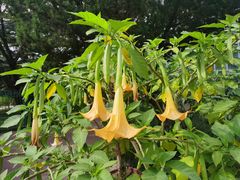 -国家植物园南园