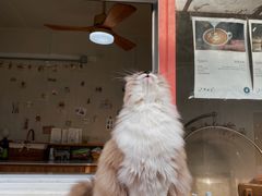 -灯塔咖啡馆BOOK·Coffee Shop