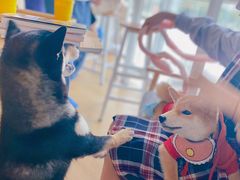 -南京Hallo宠物乐园·哈罗犬舍·柴犬繁育基地
