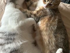 -BABIT巴比特宠物(MOMOPARK店)