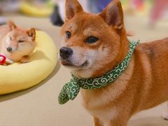 -逗柴咖啡屋·狗咖猫咖宠物桌游