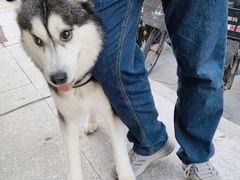 -宠福鑫康馨动物医院·骨科·眼科