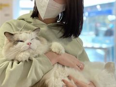 -南京Hallo宠物乐园·哈罗犬舍·柴犬繁育基地