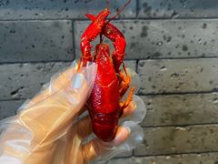 -胡大饭馆 24h(簋街总店)