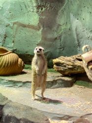 -Zoolung Zoolung动物主题公园(海信广场店)