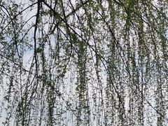 -高东镇樱花园
