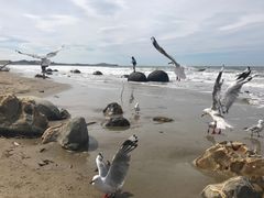 -摩拉基大圆石