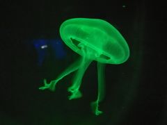 -暹罗海洋世界