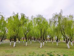 -洨河生态公园
