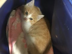 -萌兽医馆·犬猫专科·眼科中心·宠物医院(朝阳门分院)