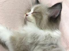 -楼上猫咖(罗湖店)