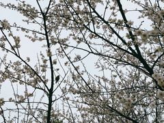 -广州市白云山风景名胜区