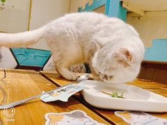 -猫小院猫主题咖啡厅(北锣店)