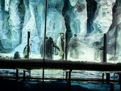 -帝企鹅自助餐厅•儿童岛•真企鹅(长隆企鹅酒店)