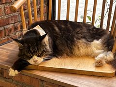 -豆逗聊愈猫阁Easy Life