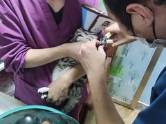 -A猫a狗全科·犬猫异宠·芥西宠物医院(南开总院)