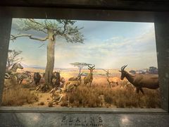 -美国自然历史博物馆