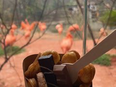 -ZOO COFFEE动物园咖啡(红山森林动物园店)