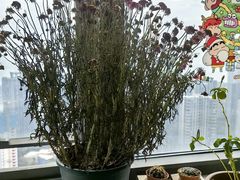 -溪岸路花鸟市场