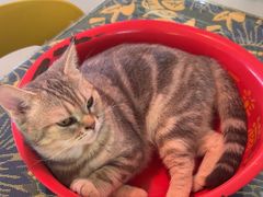 -平行世界·猫咖(首经贸店)