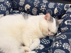 -柴迷FANS CLUB·柴犬狗咖·猫咖
