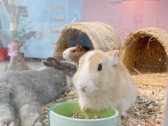 -喵宠乐园·撸猫互动·猫舍