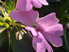 -国家植物园南园