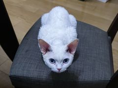 -十年猫舍·猫咪专门店(普陀店)