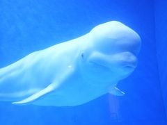 -芜湖新华联大白鲸海洋公园