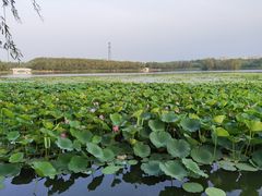 -大兴滨河森林公园