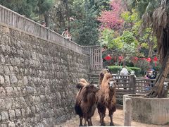 -昆明动物园