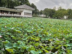 -荔湾湖公园