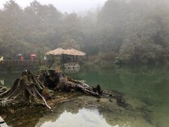 -阿里山神木遗迹