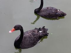 -珠海圆明新园