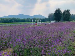 -北京东方普罗旺斯薰衣草庄园