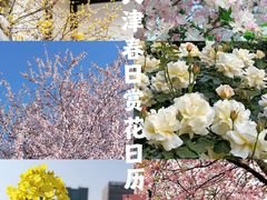 -桃花堤公园