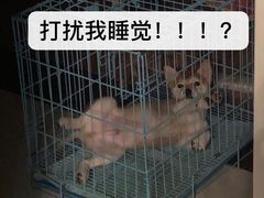 -翊宠yipet猫狗购宠庄园犬舍•猫舍
