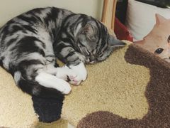 -猫和宫(六道口店)