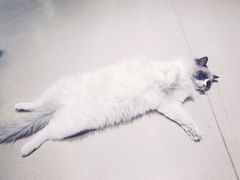 -藏猫猫咖啡主题馆(中央大道店)