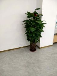 -蕾特恩专业祛痘国际连锁