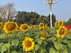 -北陵公园