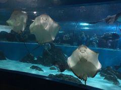 -苏州海洋馆