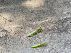 -木兰云雾山