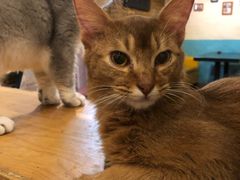 -猫小院猫主题咖啡厅(北锣店)