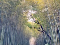 -同里国家湿地公园