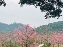 -风云岭森林公园